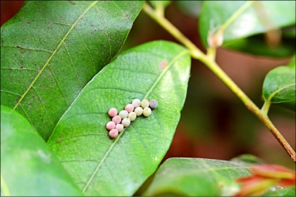 荔枝椿象在果樹上產卵，造成危害。（高雄區農改場提供）