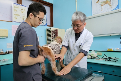 李衛民教授（右）幫犬隻看診，說明前十字韌帶之檢查方式