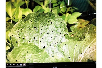 蔬果被蟲咬過的地方容易滋生黴菌或微生物，食用前都要仔細去除。（曾德賜提供）