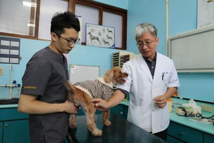 中興大學獸醫教學醫院教授李衛民（右）為毛小孩檢查前十字韌帶情況。（林欣儀翻攝）