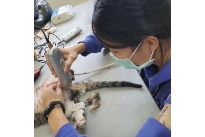 興大獸醫系特殊選才新生鍾宇柔高中時期主動至動物醫院實習