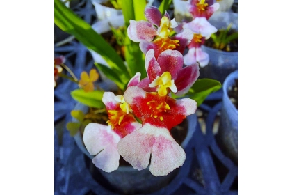 興大清新文心蘭的花朵中心呈深粉色、花朵外圍為淺粉色且帶有淡淡香氣。