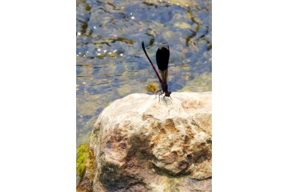 A damselfly suns itself on a rock in Jhonggua Creek. Photo: Steven Crook