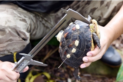 興大團隊選追蹤到食蛇龜位置並量測身體長度，記錄食蛇龜的成長情形。（日月光文教基金會提供）