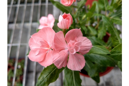 日日春品種「幸運」有特殊杏紅花色，仔細看花心眼圈是紅色框著白眼圈。（圖片提供／陳錦木）