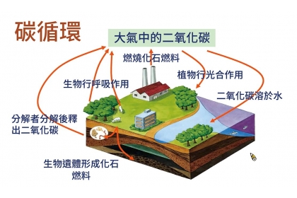 簡化的碳循環。(資料來源／臺北酷課雲)