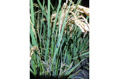 稻黑椿象為害使有機水稻產量大受影響。圖／台東農改場提供