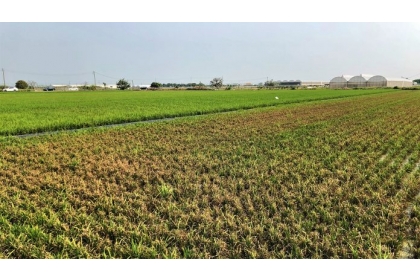 極端氣候衝擊，再加上農民田間管理不當因素，經常造成一期稻作稻熱病嚴重發生。