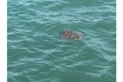 湖西白坑海域傳出海龜漂流，在海面上載浮載沉。(民眾提供)