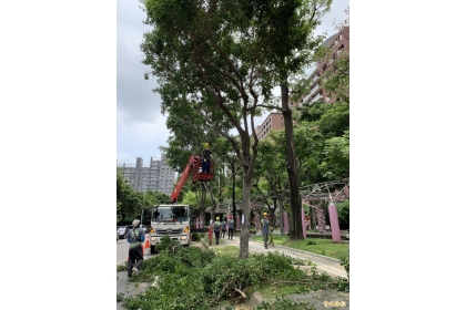 颱風季來臨前，台中市大規模修剪路樹防災。（記者蔡淑媛攝）