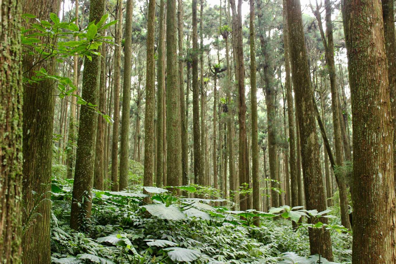 Forest management plan preparation and implementation specifications_Forest management_Forest management plan