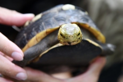 興大食蛇龜保育團隊與日月光集團合作以來，共野放了311隻食蛇龜。（日月光文教基金會提供）