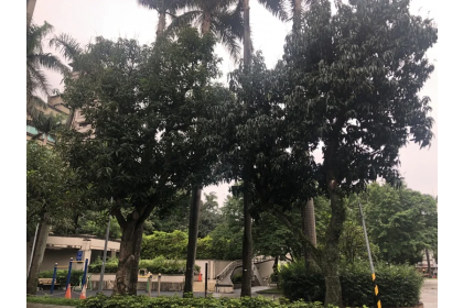 氣候變遷下，台灣路邊時可見的芒果樹，也會因降雨集中與不穩定導致炭疽病加劇。記者何定照／攝影