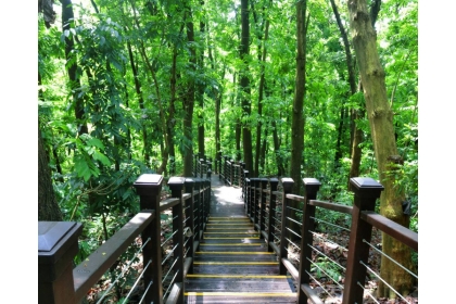 桃花心木步道帶領民眾走進療癒森林，享受瀰漫於山林中的芬多精。(照片由水土保持局提供)