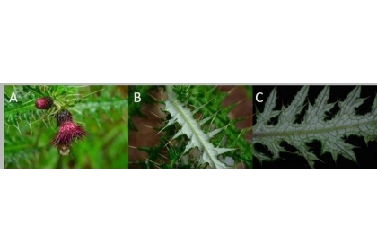 細川氏薊（A） 開紫色花，花序明顯下垂，（B、C）葉背面被有白色蜘蛛絲狀毛。（張之毅攝影，雪霸國家公園管理處提供）