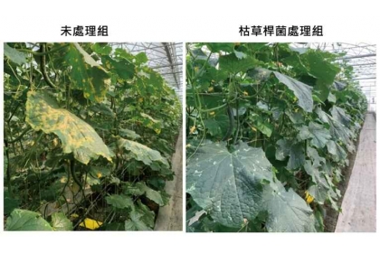 圖一、枯草桿菌處理可防治胡瓜露菌病。左: 未處理組；右: 枯草桿菌處理組(引用自https://apbb.fftc.org.tw/article/263) 。圖/國立中興大學提供