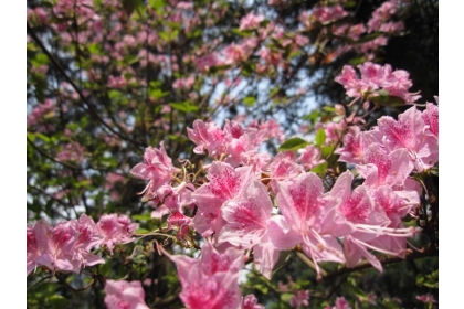 惠蓀林場近日悄悄換上粉色新裝，優雅粉嫩的杜鵑花正陸續綻放。（惠蓀林場提供）