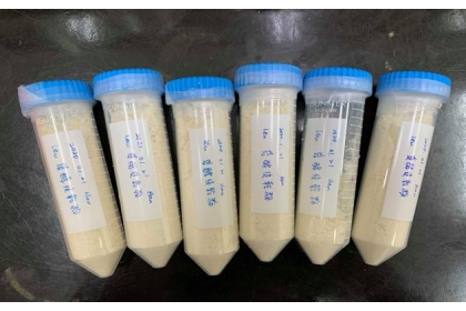 TBE-8是乳酸菌Leuconostoc mesenteroides菌種，國際研究發現只有健康蜂群腸道中才有此菌。（圖片提供／吳明城）