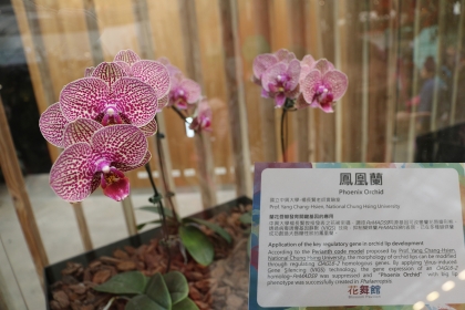 花博后里園區花舞館蘭花廳展示楊長賢教授之「鳳凰蘭」。