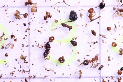 篩洗出來的螞蟻殘骸，攝影孫敬閔。