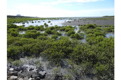 A dwarf Avicennia marina grove that emerged in Mailiao, Yunlin, in recent years is likely derived from drifted propagules, as there are no native mangroves at the mouth of the Jhuoshui River. (Courtesy of Prof. Shih)