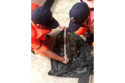 澎湖發現玳瑁屍體，安檢人員進行體長測量。(第七岸巡隊提供)