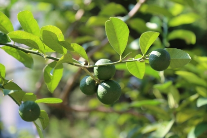 Hirami lemons are seen growing on a tree in an undated photograph.