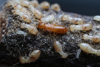 黃原鼻白蟻。中間深色為補充繁殖蟻，周圍是工蟻跟若蟲。