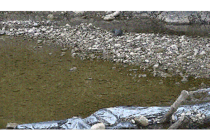 晶睿通訊安防解決方案成功捕捉到保育類動物食蟹獴在種瓜溪旁覓食的珍貴影。(晶睿通訊提供)