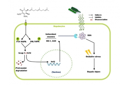 圖一：透過Nrf2 / ARE訊息傳導路徑Antroquinonol可提高抗氧化劑基因的表現，可抑制因酒精誘導的人類肝的氧化傷害和肝損傷。