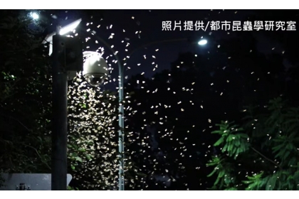 大雨後「大水蟻」滿天飛，專家指這是白蟻。圖／都市昆蟲研究室提供