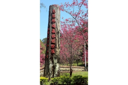 惠蓀林場櫻花陸續綻放。