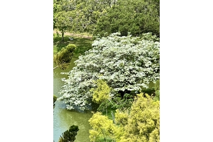 四月雪再臨中興湖畔