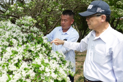 In the meticulous care of Professor Jenn-Wen Huang (right) and Mr. Chun-Yu Chen (left), the fringe tree in Chung Hsing Lake finally reached full bloom.