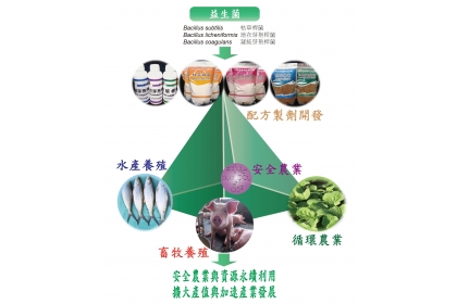 圖一：國立中興大學植物病理學系、農藥殘留檢測中心及財團法人農業科技研究院的團隊研究發掘三株益生菌 ─ 枯草桿菌、地衣芽孢桿菌、凝結芽孢桿菌的多元產業應用潛力。為解決產業界量產微生物的瓶頸，團隊建立益生菌商業化生產規模的發酵量產關鍵核心技術，並開發三株益生菌在循環農業、安全農業、畜牧及水產養殖之多元產業應用技術。