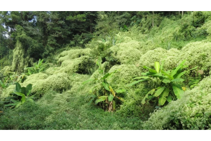 任意進口動植物可能造成入侵種問題，圖為果園被小花蔓澤蘭全部覆蓋。圖/聯合報系資料照片