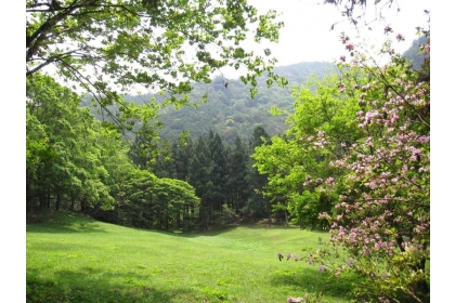 惠蓀林場杜鵑花綻放，點綴在綠林中增添春意。（惠蓀林場提供）