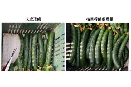 圖二、枯草桿菌處理可提升胡瓜產量及品質。左: 未處理組；右: 枯草桿菌處理組(引用自https://apbb.fftc.org.tw/article/263) 。圖/國立中興大學提供