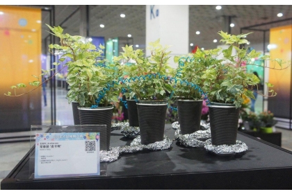 常春藤專利品種皮卡啾 ‘Pikaju’