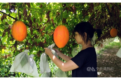 木虌果為東部地區原住民重要瓜類作物，台東區農業改良場日前召開木虌果新品種命名審查會議，經書面與現場審查一致決議通過命名「台東1號」，為國內第一個命名的原生種木虌果品種。圖為田中栽種情況。中央社記者盧太城台東攝 109年7月9日