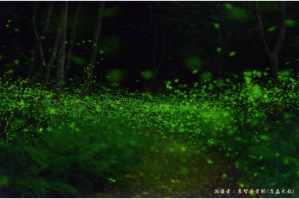 惠蓀林場賞螢季登場。圖片來源:廖智安