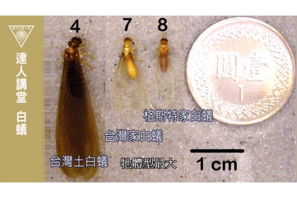 台灣家白蟻、格斯特家白蟻是兩種主要危害都市木構物的白蟻。（圖／都市昆蟲學研究室提供、中興大學授權）