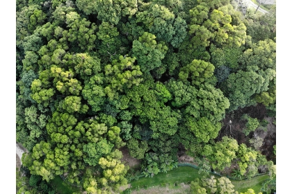 目前在國際間森林碳權很值錢，不過要將森林碳匯轉為碳權，需透過監測、報告與驗證機制（MRV）完成認證。（攝影／何忠誠）