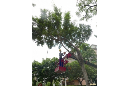 颱風季來臨前，台中市大規模修剪路樹防災。（記者蔡淑媛攝）