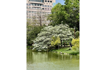 四月雪再臨中興湖畔