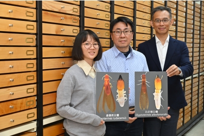 研究團隊--吳佳倩博士生（左）、蔡經甫副研究員（中）、李後鋒教授（右），於標本收藏庫中展示台灣白蟻新成員。（圖：廖鎮磐）