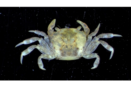 斯氏折顎蟹（圖片來源：海委會海洋保育署）