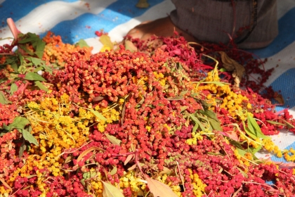 紅藜外殼色彩鮮豔，穀物營養，成為近年熱門作物(攝影/周麗鈞)