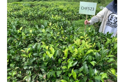施用白殭菌防治茶角盲椿象區域，讓農友可以有完整一心二葉採收。