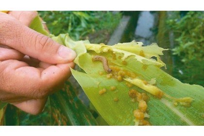 秋行軍蟲在國內各處現蹤。本報資料照片